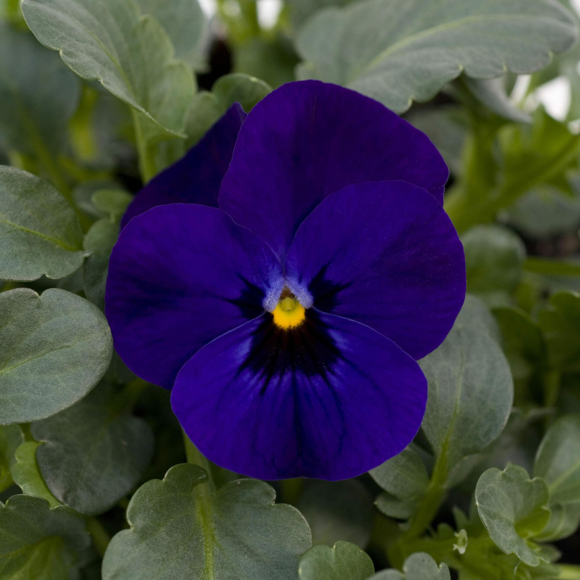 Sorbet Xp Blue Blotch Violas Hi Way Garden Center