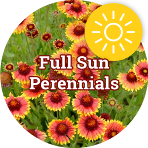 Perennial Sun