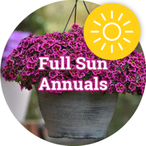 Full Sun Annuals