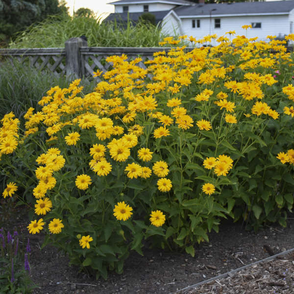 Heliopsis on sale