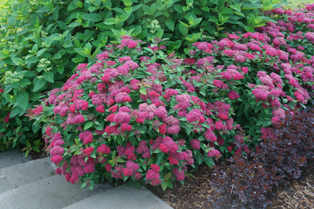 Image of Astilbe companion plant for double play doozie spirea